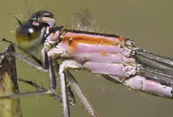 Ischnura genei